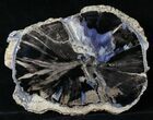 Large Blue Forest Petrified Wood End Cut - #19505-1